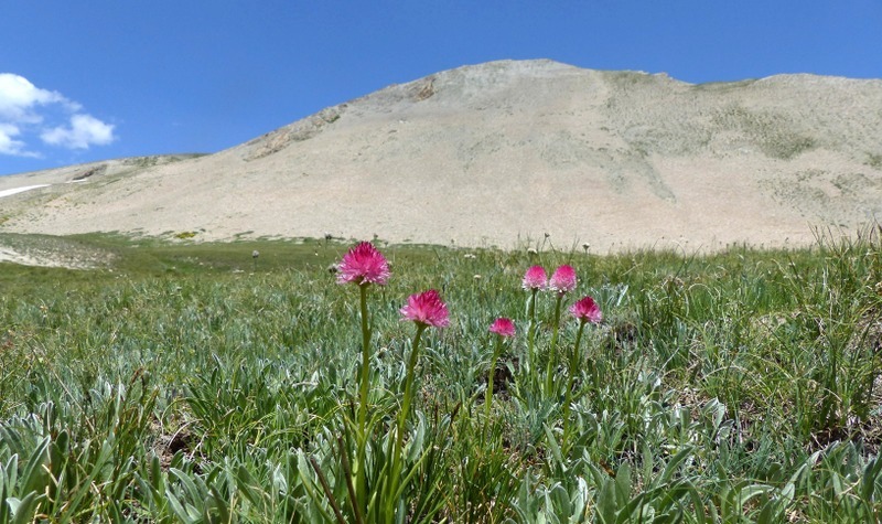 Nigritella corneliana nella splendida e selvaggia Val Maira (CN) luglio 2024.